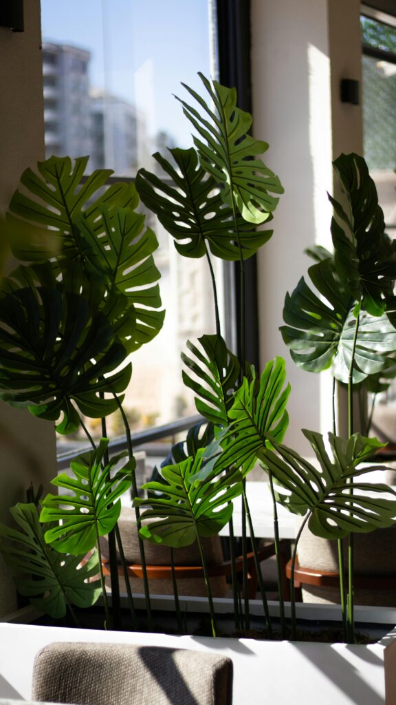 Sala de estar com planta costela de adão representando design biofílico