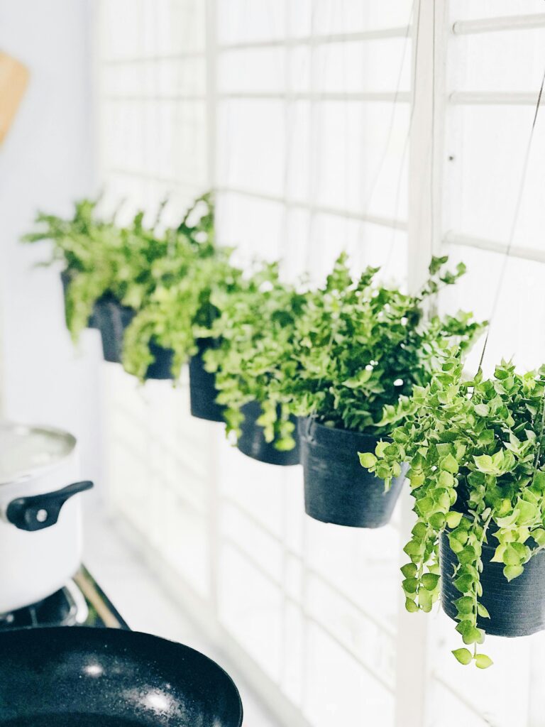 Cozinha com plantas e ervas naturais na decoração aplicando design biofílico no dia a dia