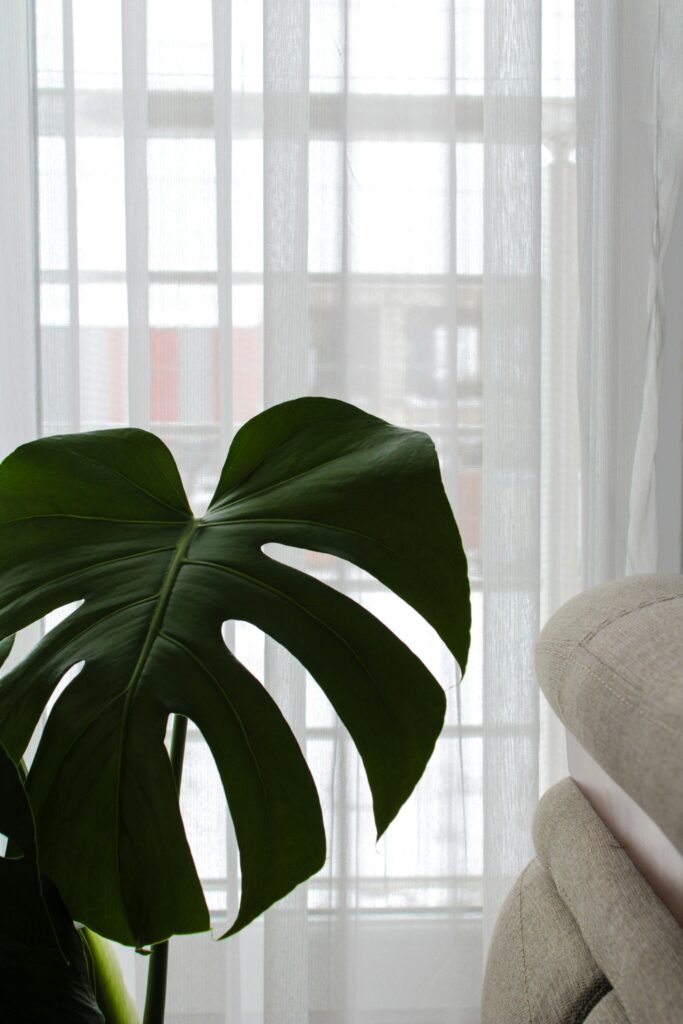 Folha verde em ambiente iluminado com luz natural representando o design biofílico na decoração