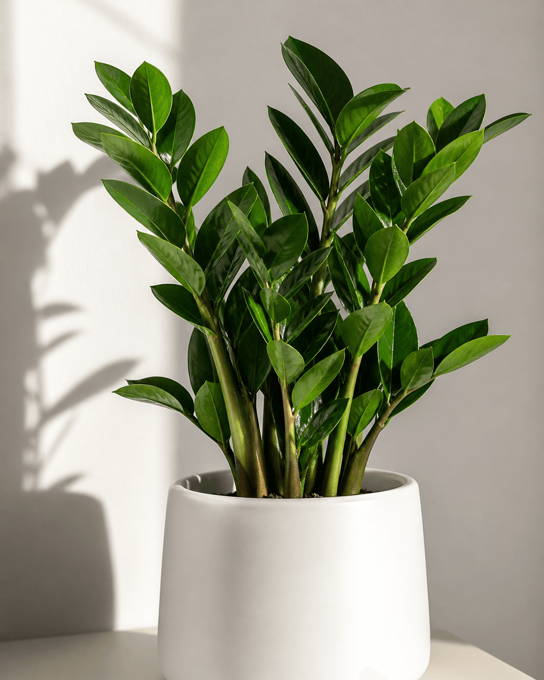 Zamioculca em vaso minimalista