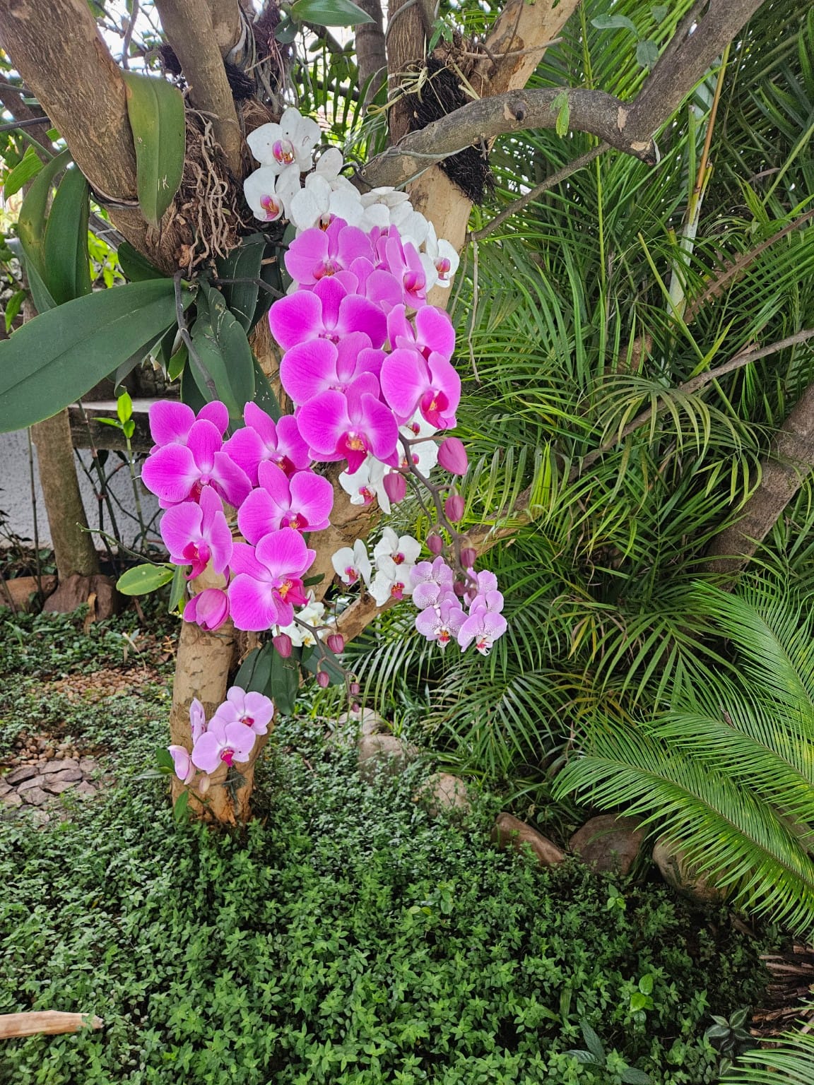 Orquídeas brancas e roxas floridas no tronco da romanzeira, no jardim de Maria Sol