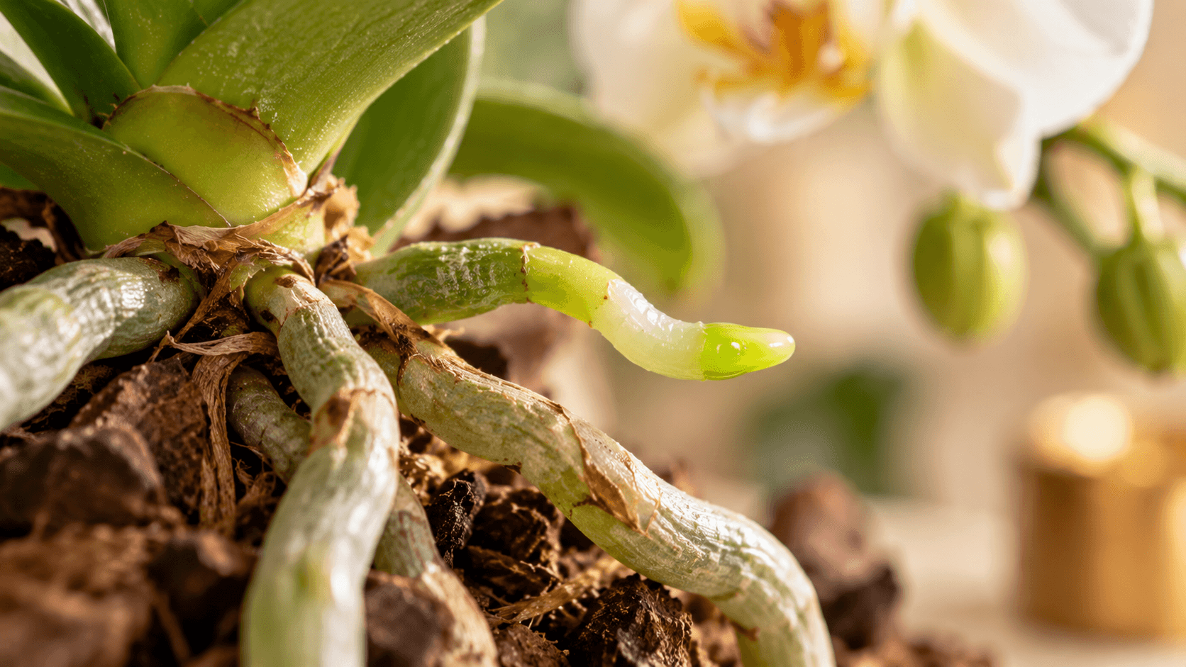 Como Salvar Orquídea com Raiz Podre ou Seca: Guia Completo de Recuperação Passo a Passo Raiz nova de orquídea brotando, símbolo de renovação e recuperação